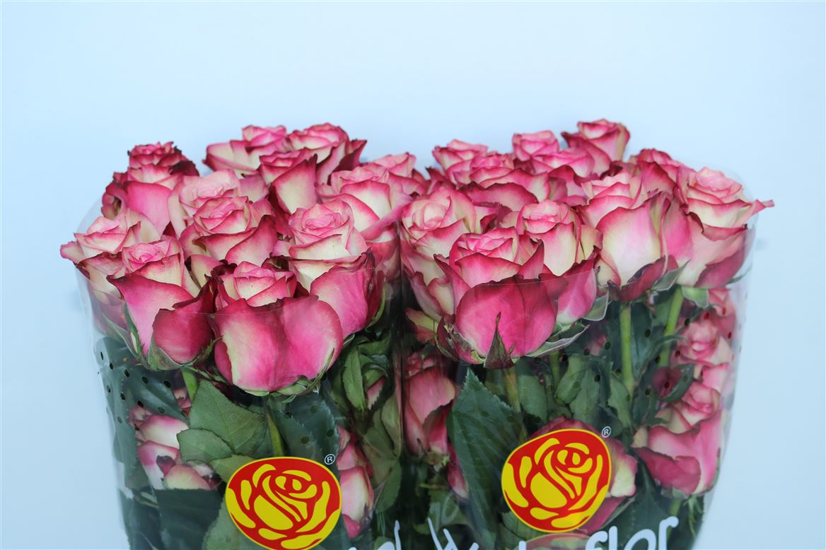 Rosa Paloma 50cm