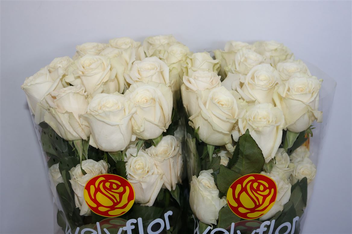 Rosa Playa Blanca 50cm