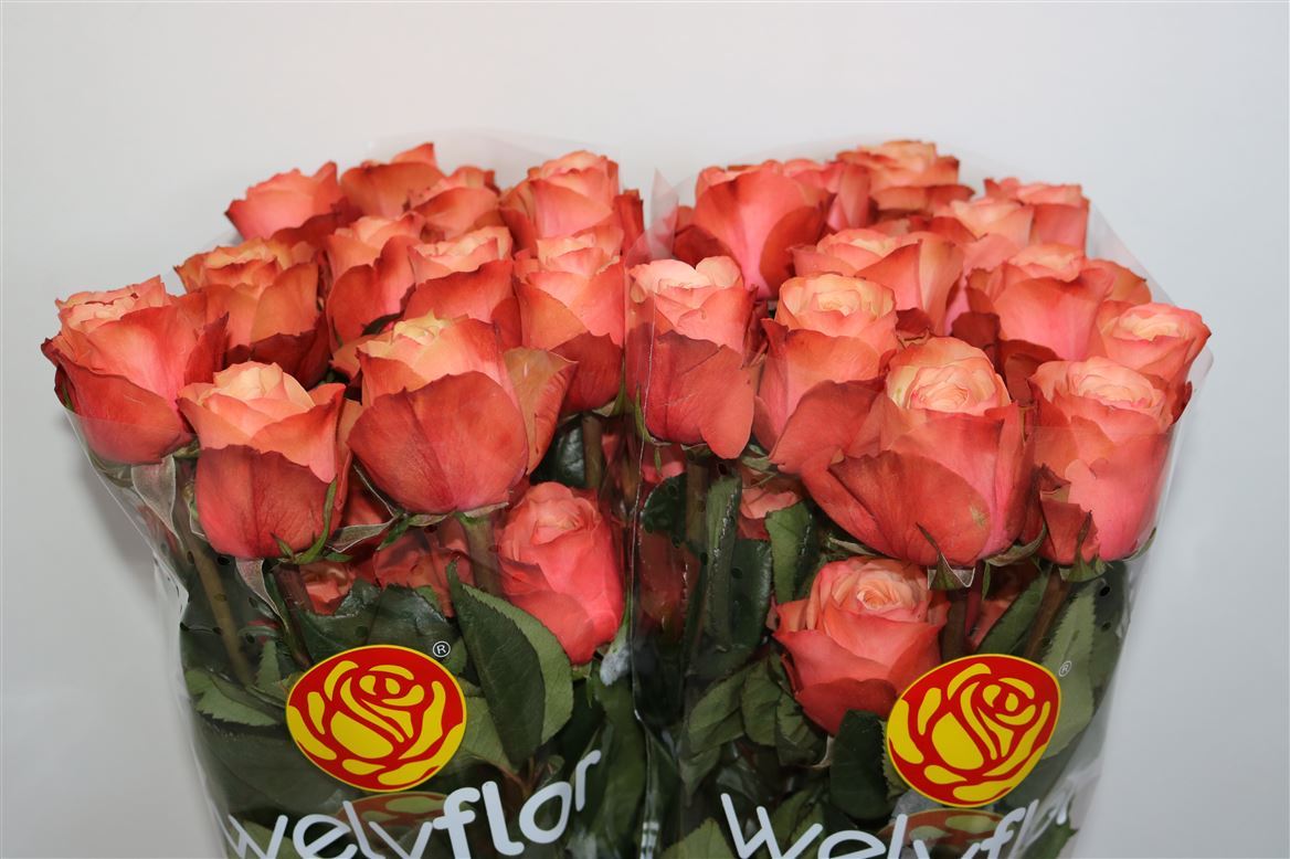 Rosa Kahala Bb 50cm