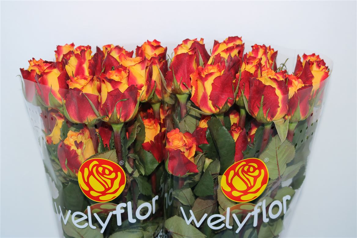 Rosa Silantoi@ 40cm