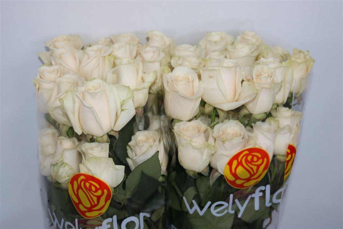 Rosa Vendela 50cm
