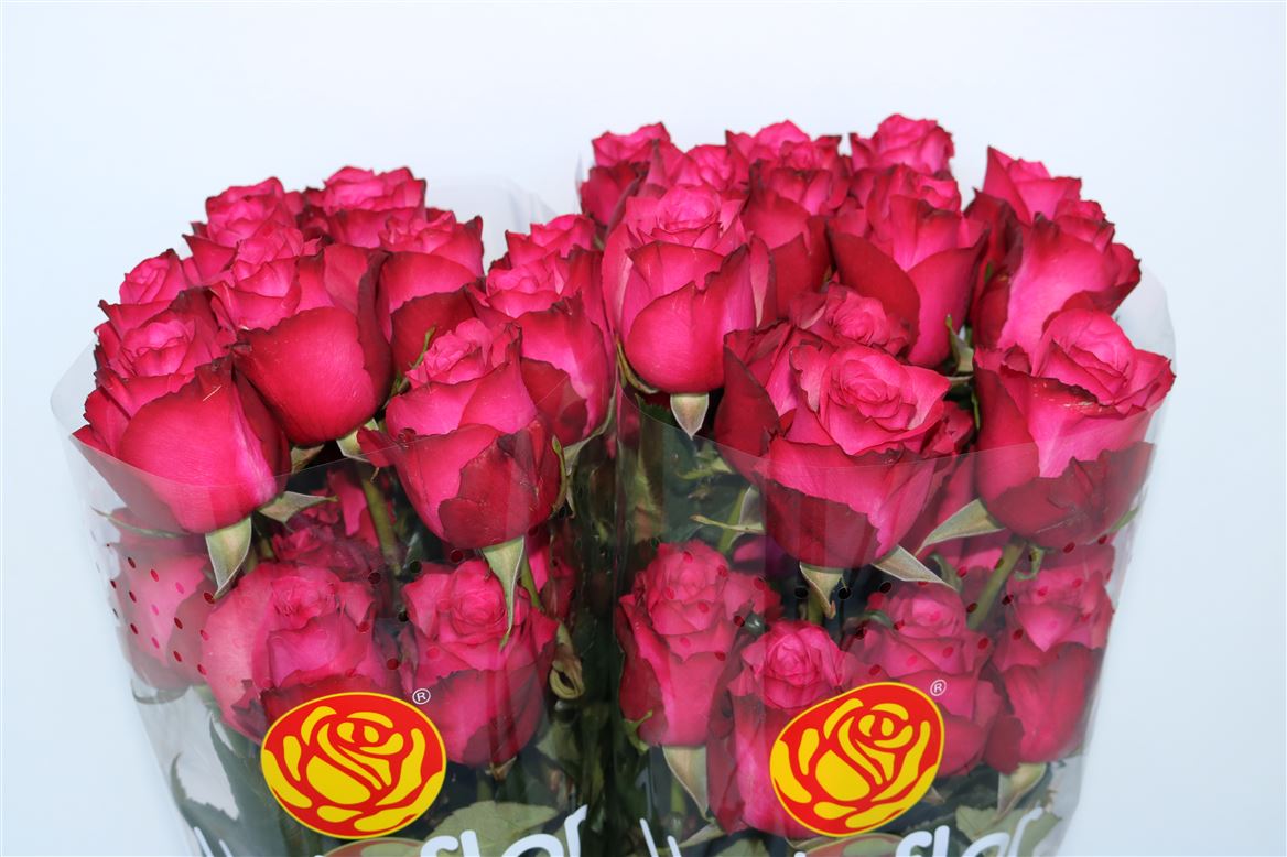 Rosa Paloma Royale 60cm
