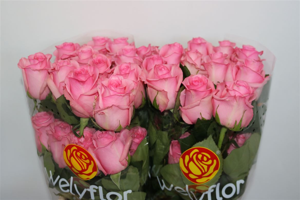 Rosa Opala 60cm