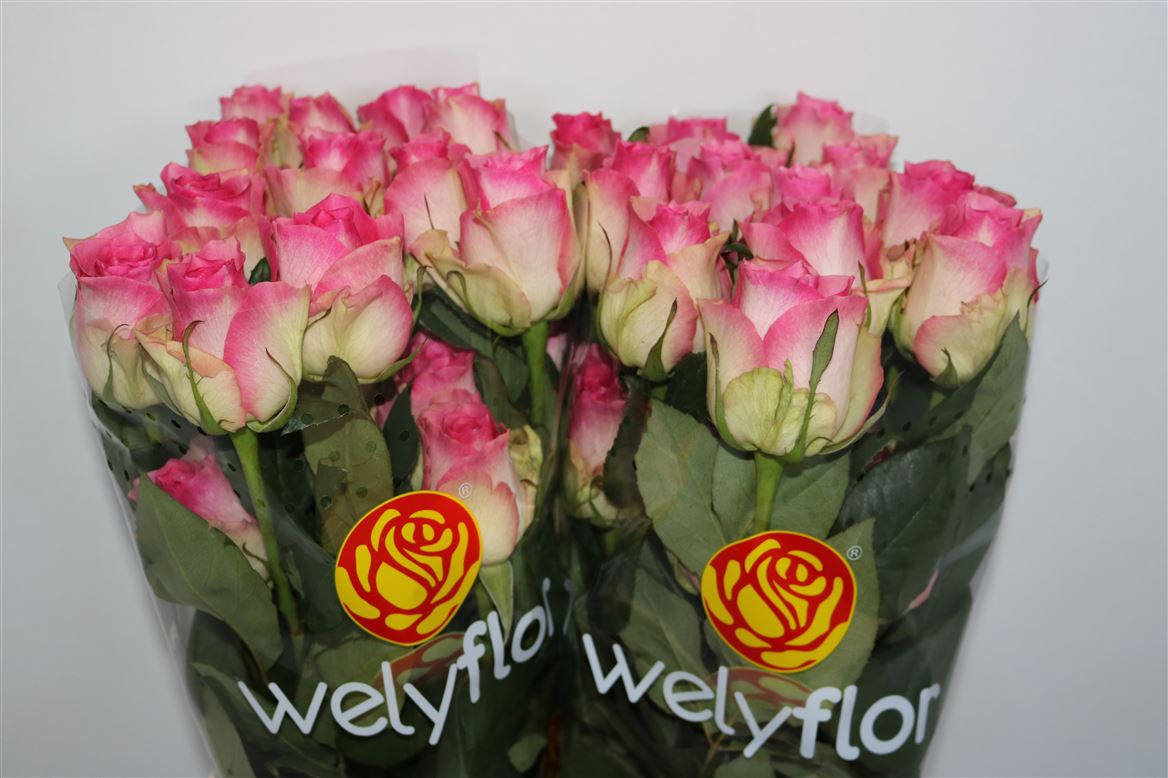Rosa Malibu 60cm