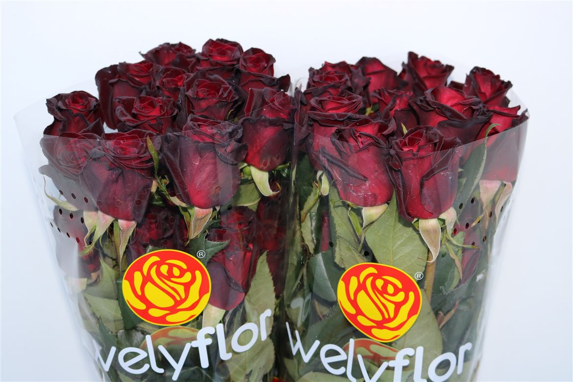 Rosa Black Baccara 60cm