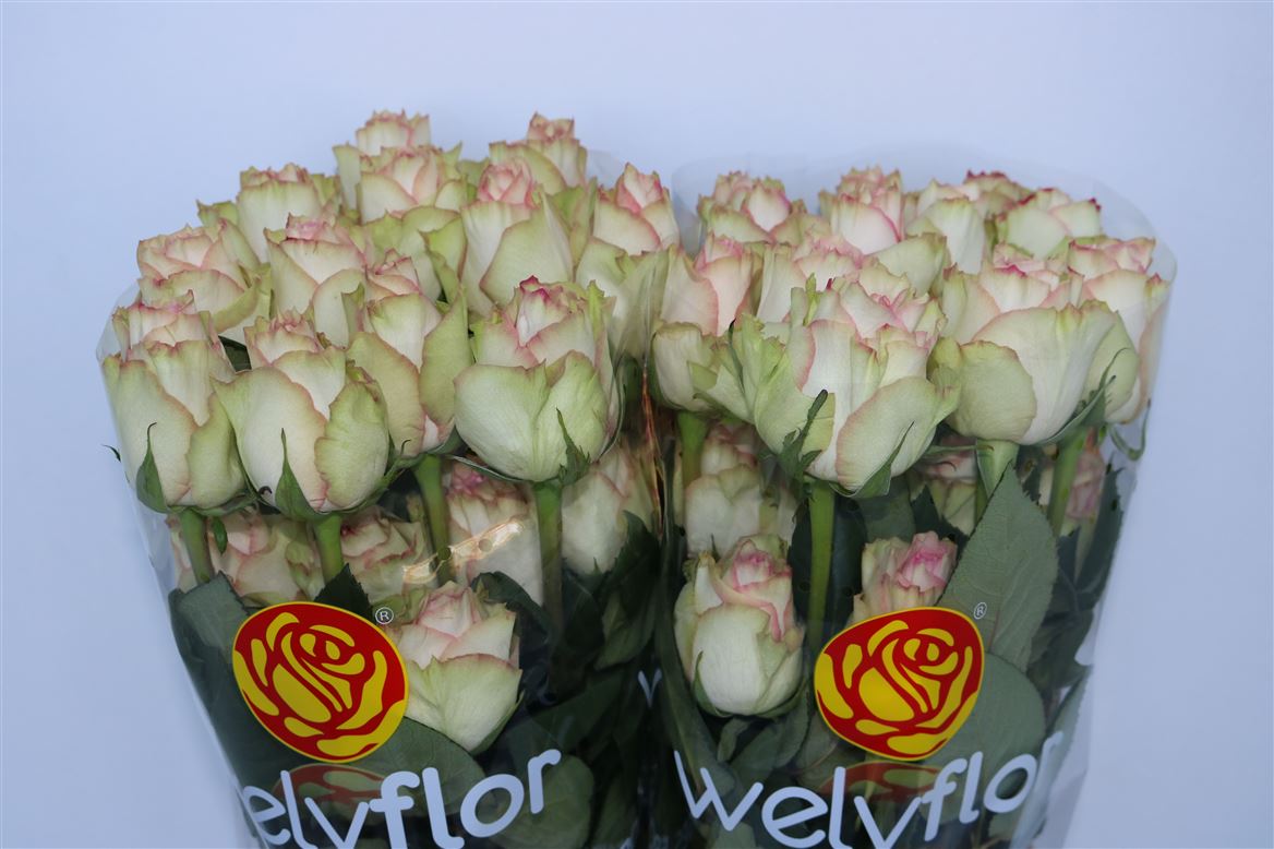 Rosa Esperance 50cm
