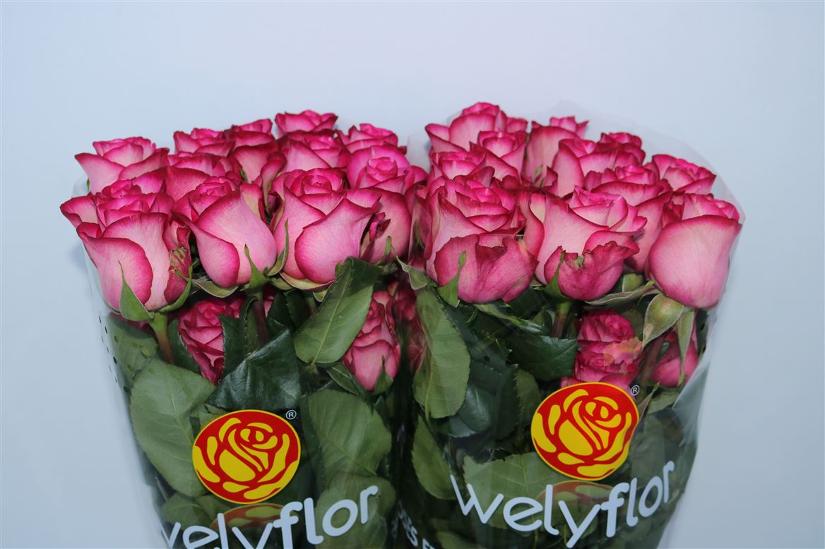Rosa Carousel 40cm