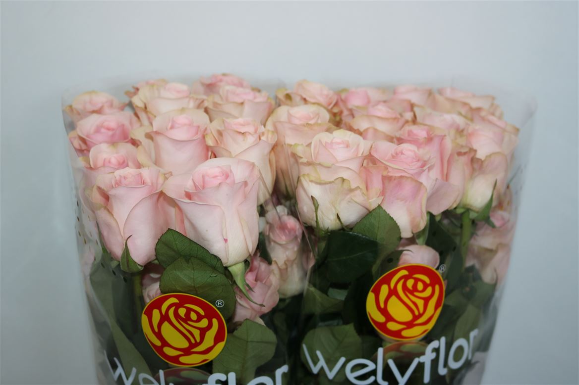 Rosa Novia 70cm