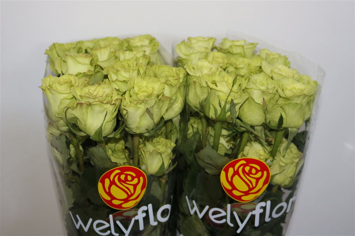 Rosa Supergreen 50cm