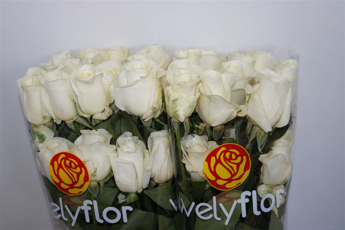 Rosa Tibet! 50cm