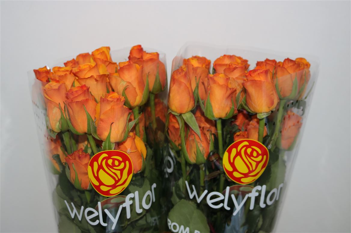 Rosa Tycoon 50cm