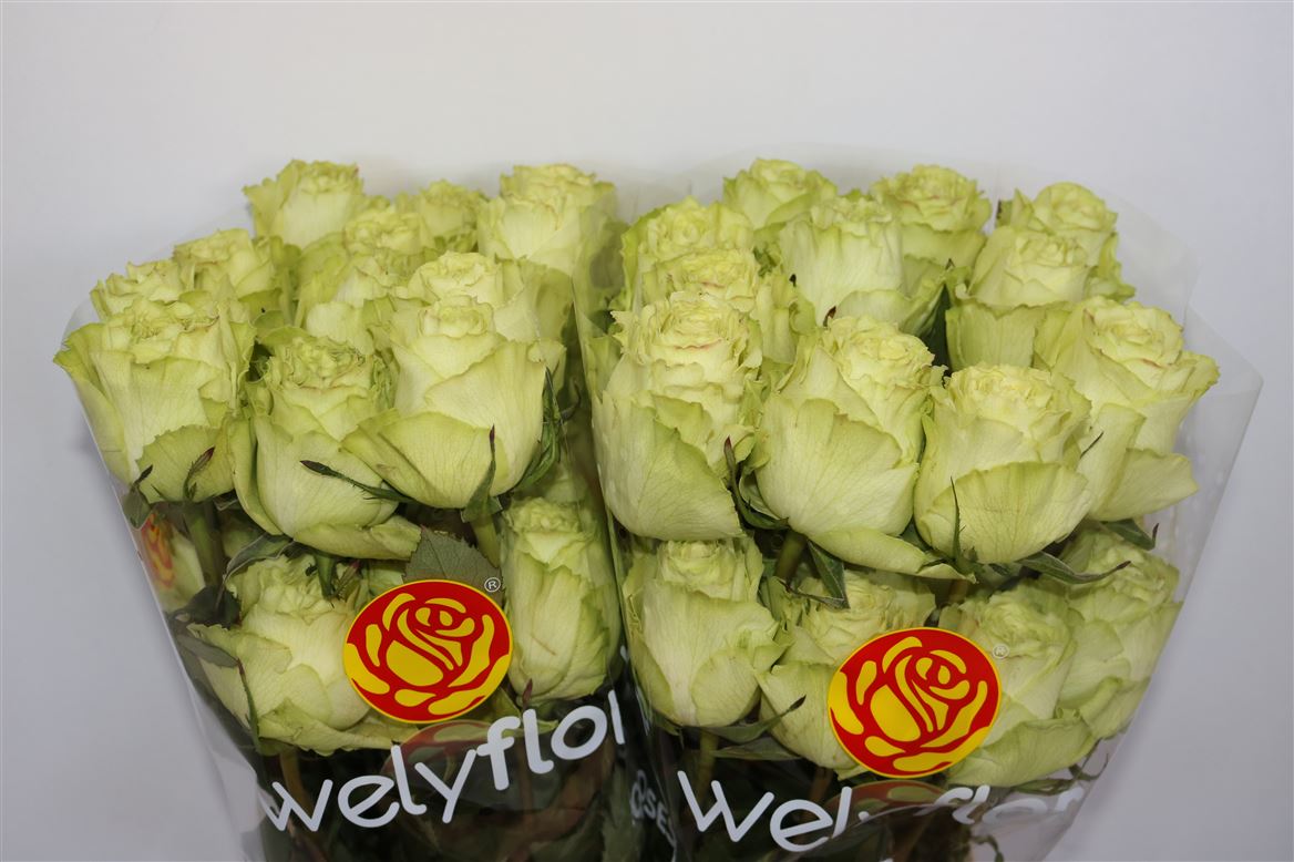 Rosa Lemonade 40cm