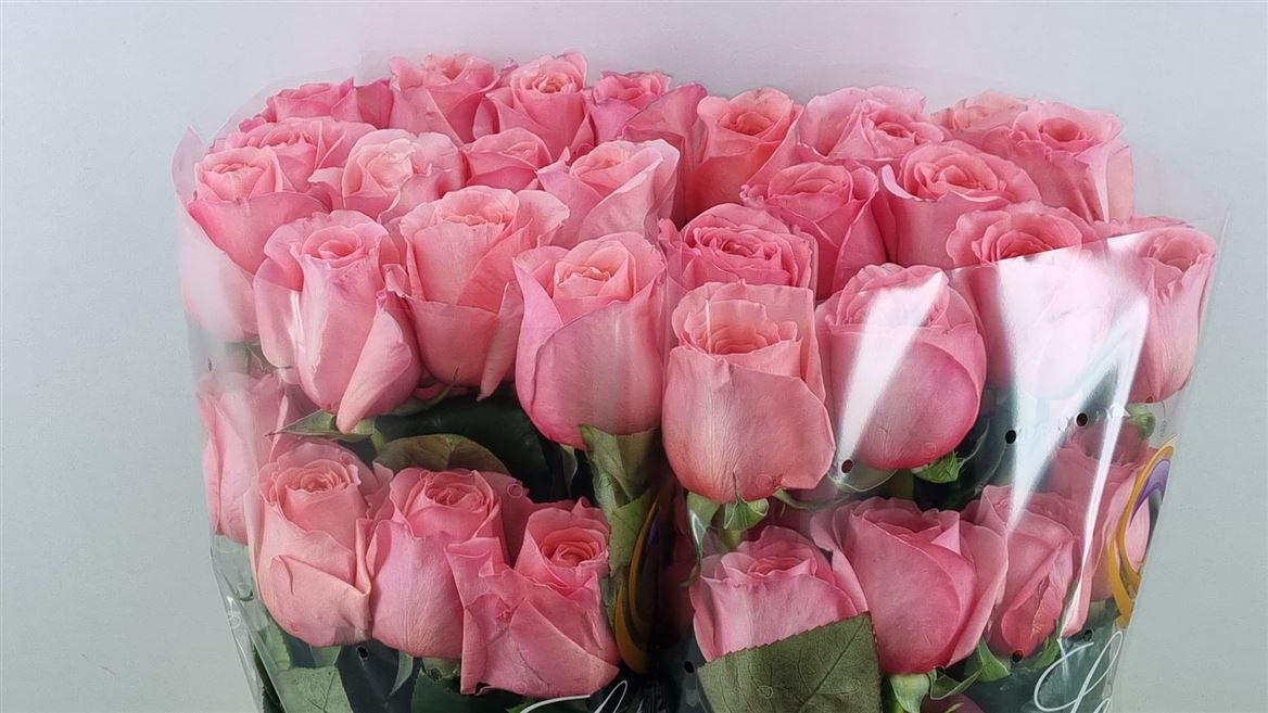 Rosa Pink Xpression 50cm