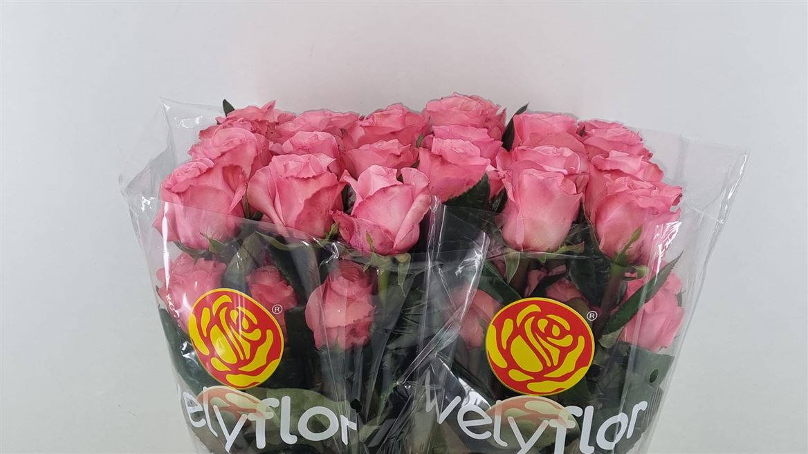 Rosa Pink Xpression 60cm