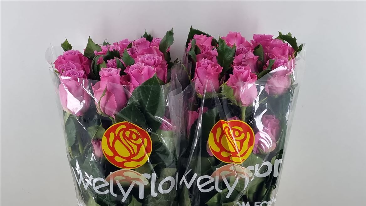 Rosa Breathless 50cm