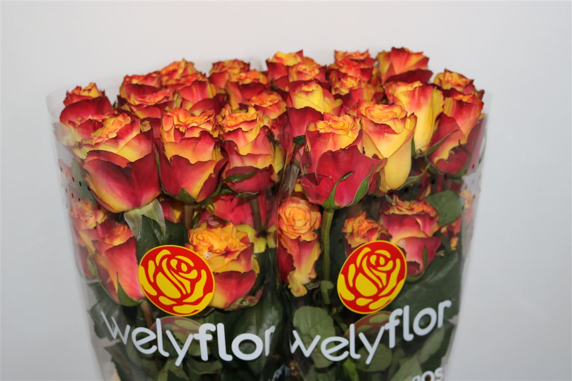 Rosa Newsflash 70cm