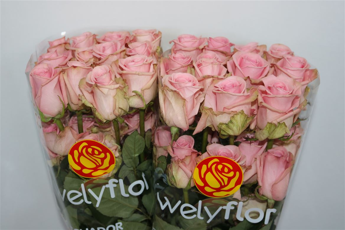 Rosa Pink Candy 50cm