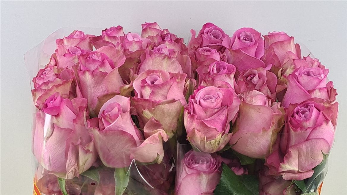 Rosa Queens Crown 60cm