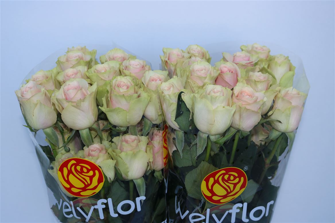 Rosa Frutteto 50cm