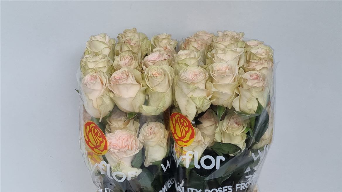 Rosa Priority 60cm