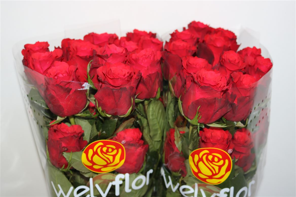 Rosa Altamira 60cm