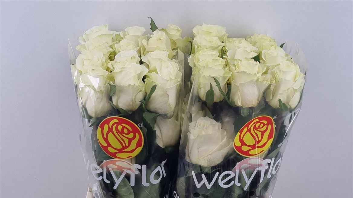 Rosa Cream Shimmer 50cm