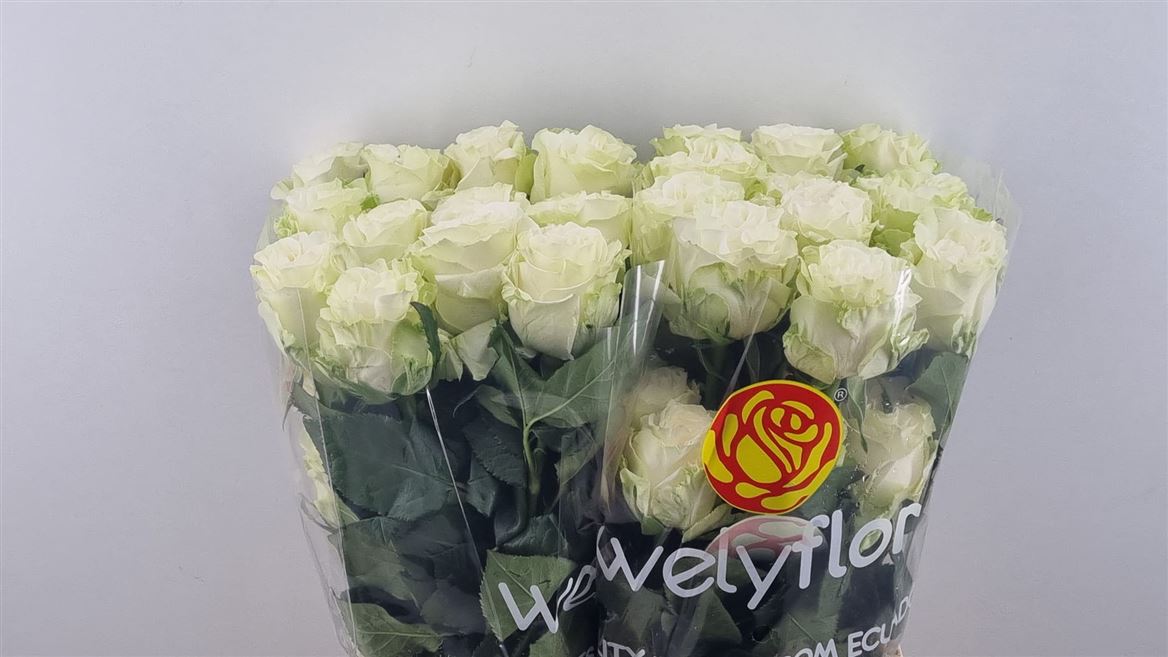 Rosa Cotton Xpression 50cm