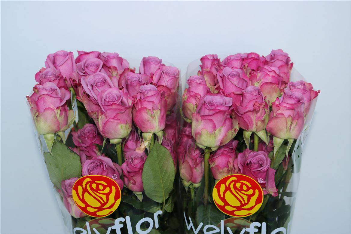 Rosa Cool Water 70cm