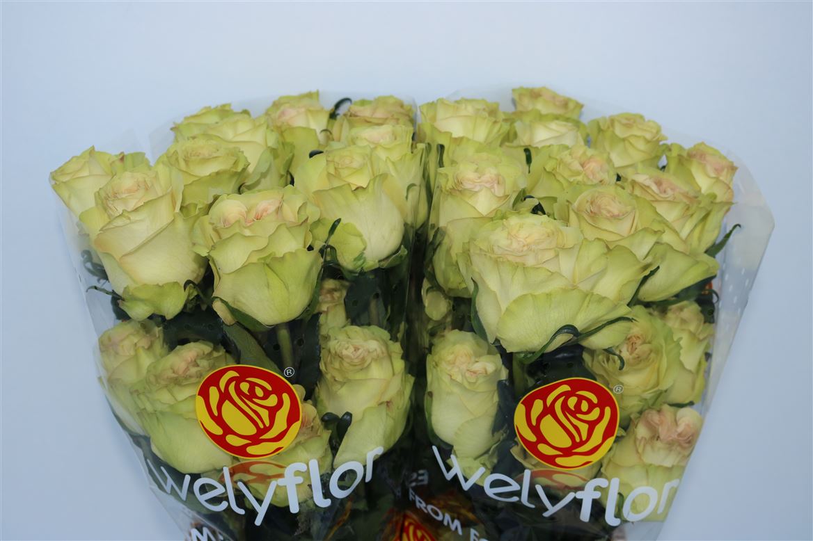 Rosa Dynamic 50cm