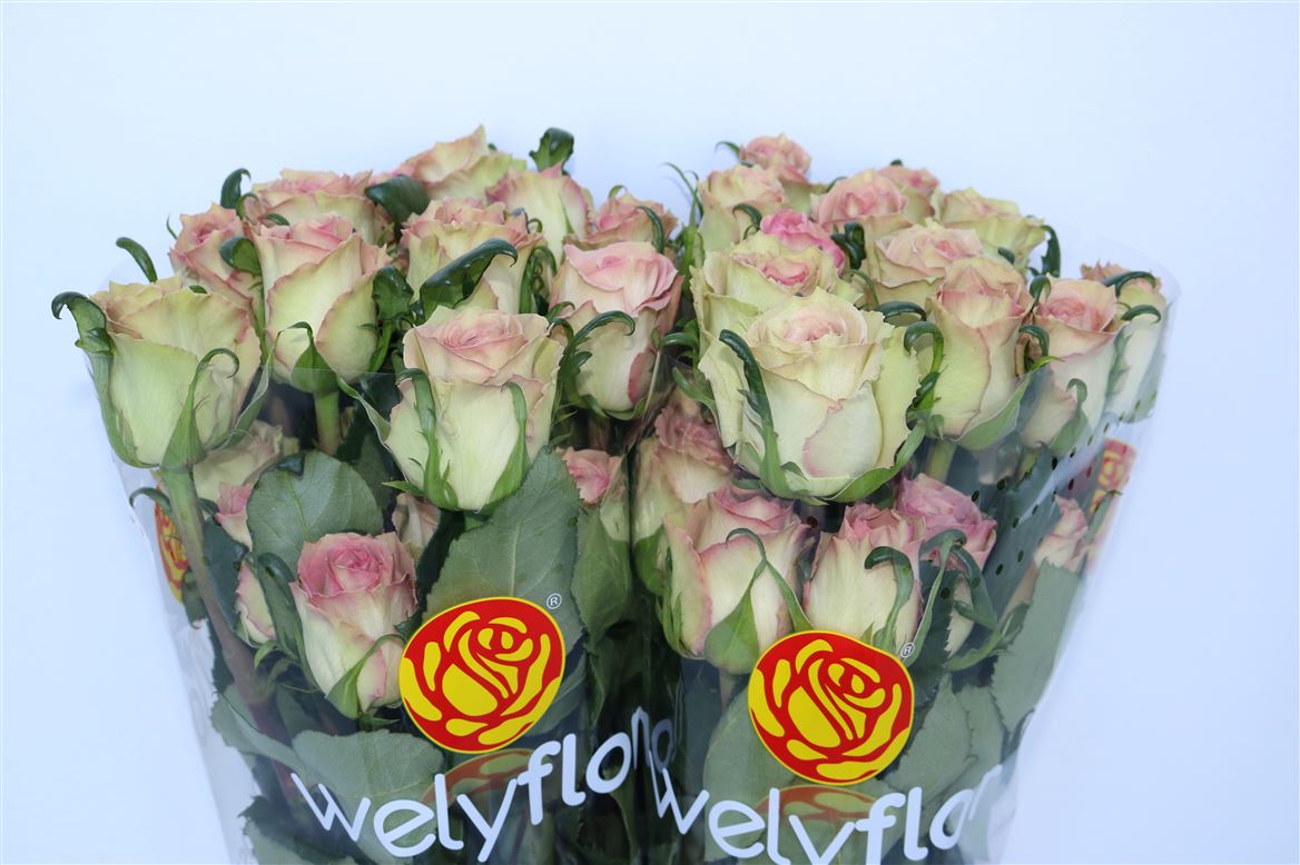 Rosa Sweet Elegance 60cm