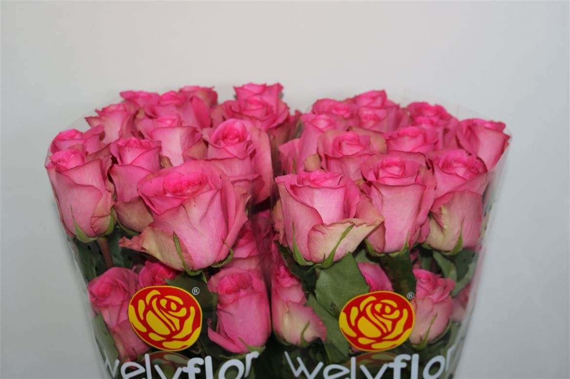Rosa Smoothie 50cm