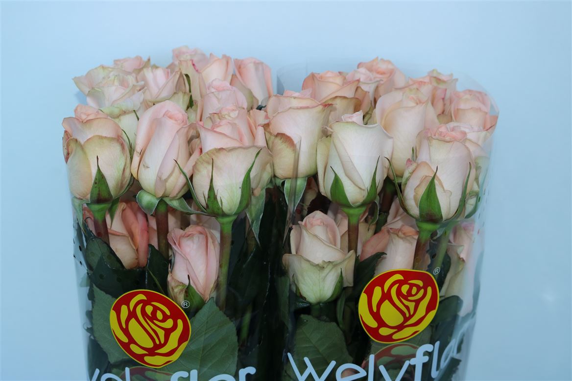 Rosa Tiffany! 60cm