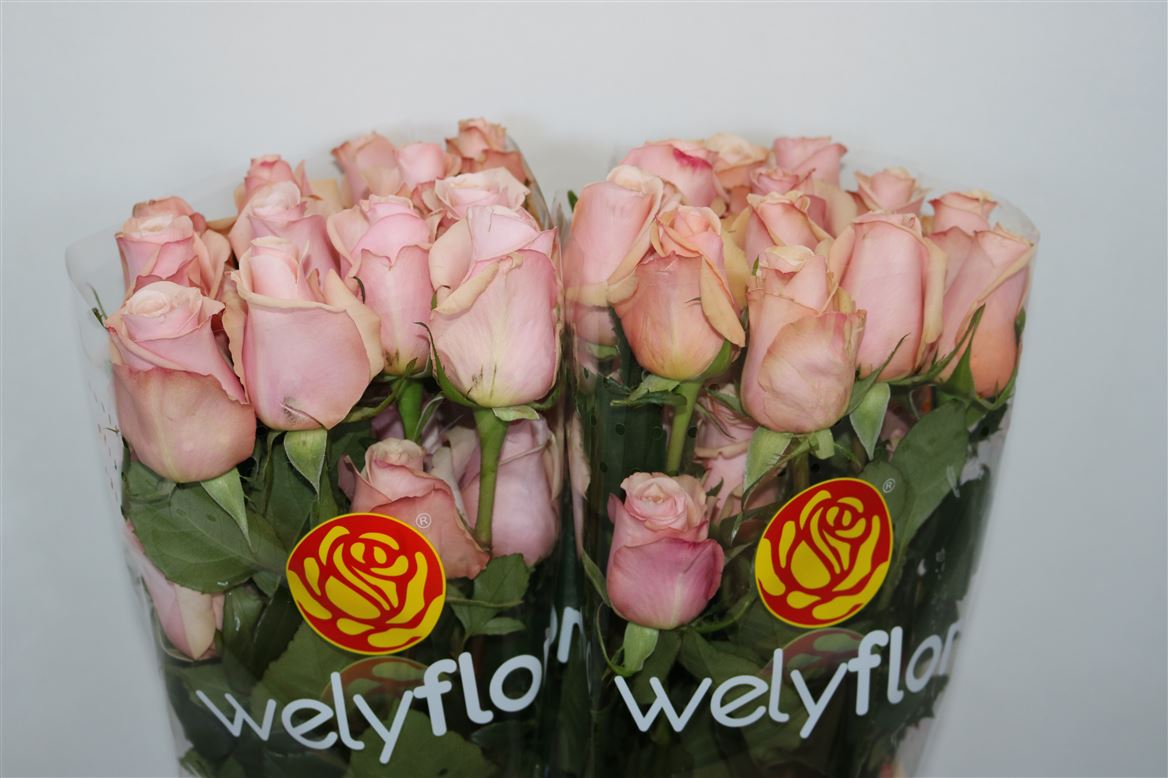 Rosa Mother Of Pearl 70cm