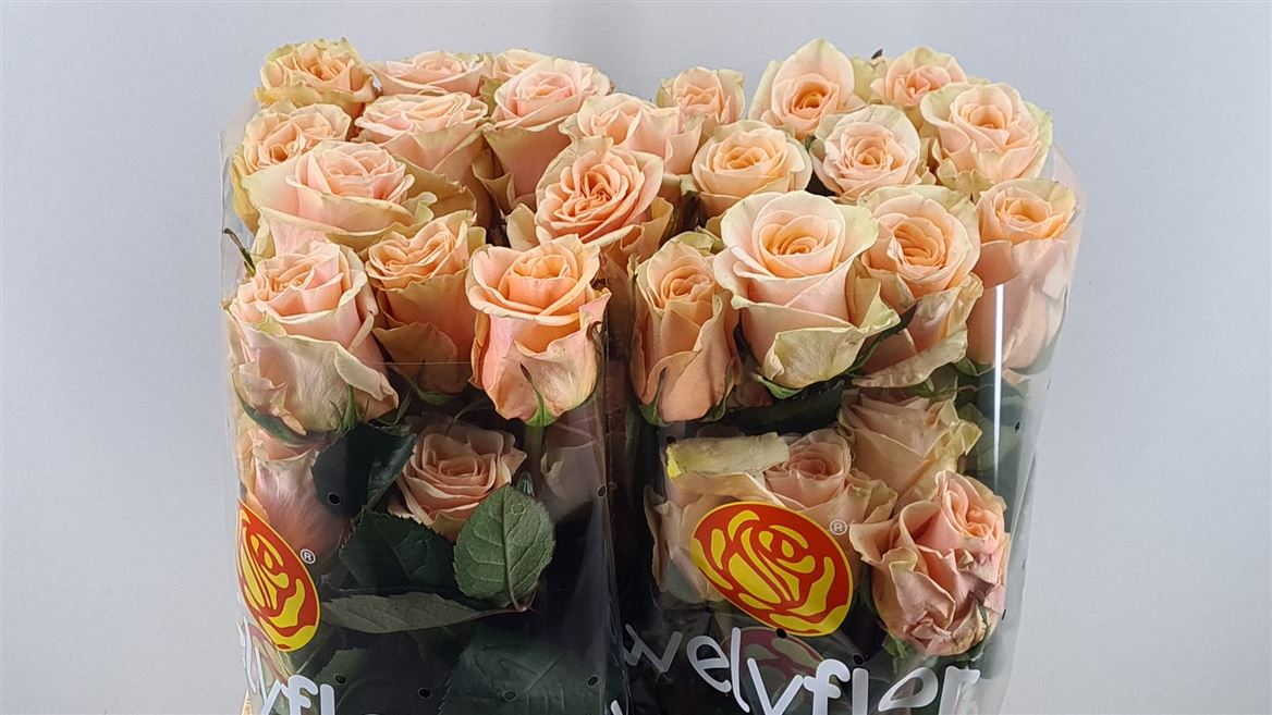 Rosa Phoenix 60cm