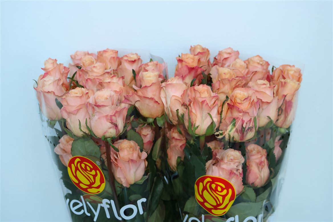 Rosa Shimmer 50cm