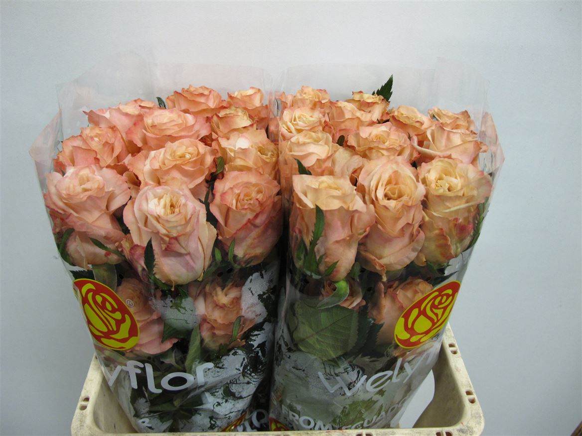 Rosa Shimmer 70cm