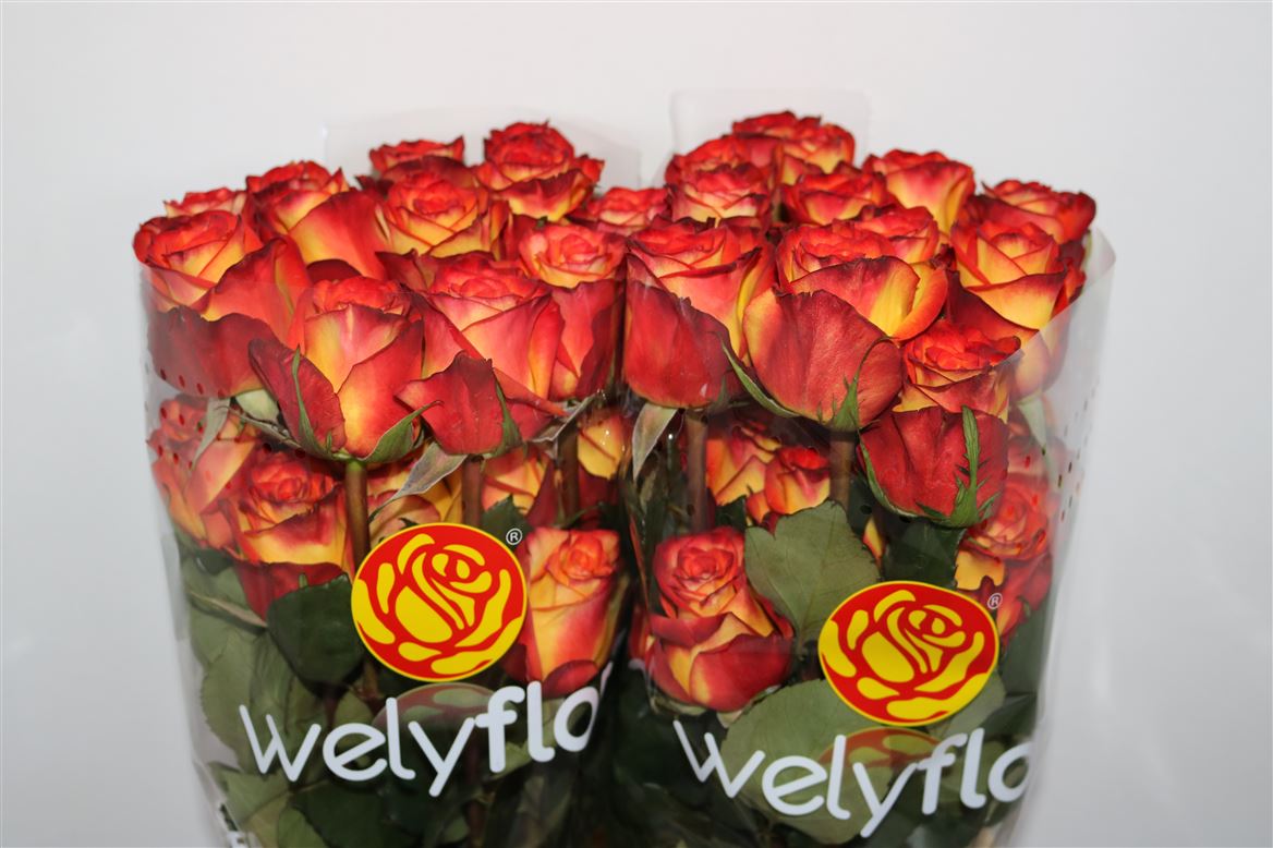 Rosa High & Magic 50cm