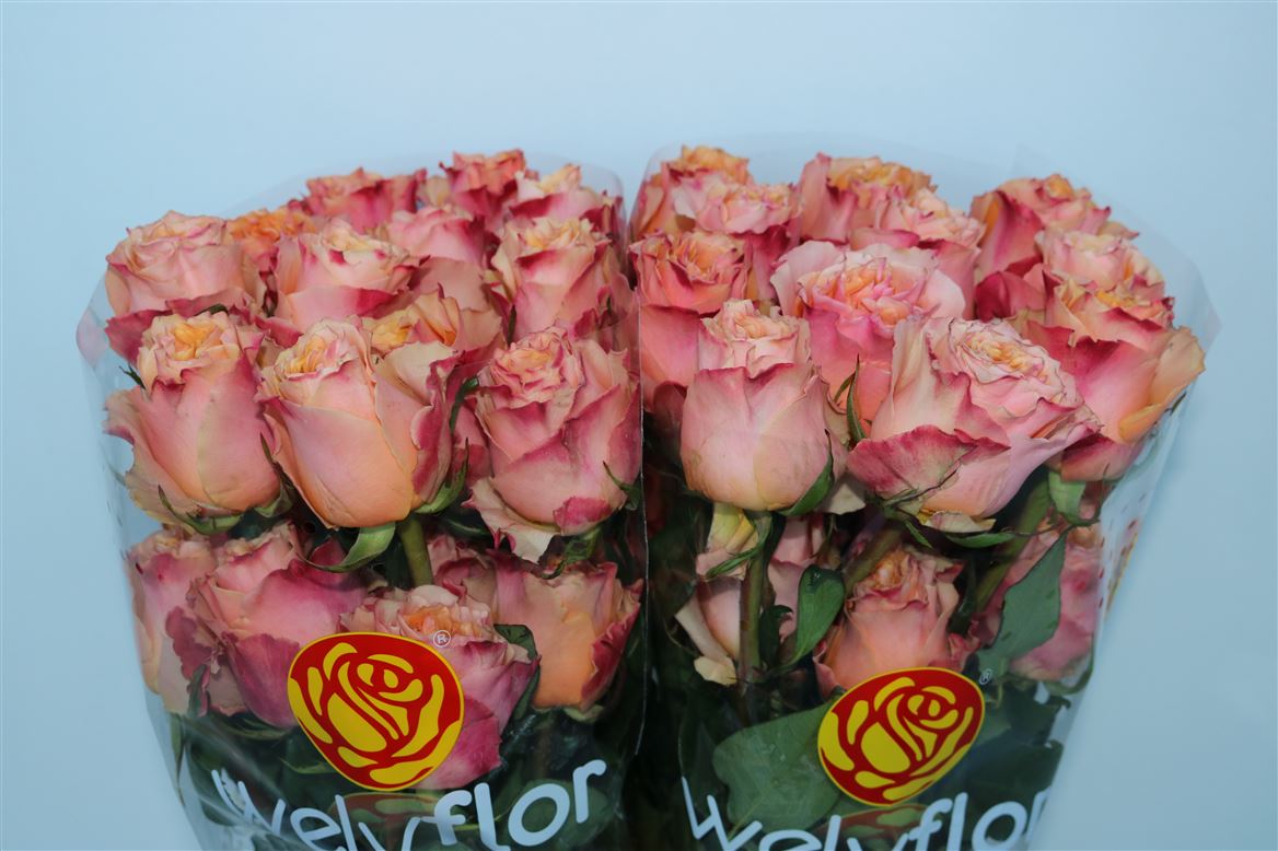 Rosa Carpe Diem+ 40cm