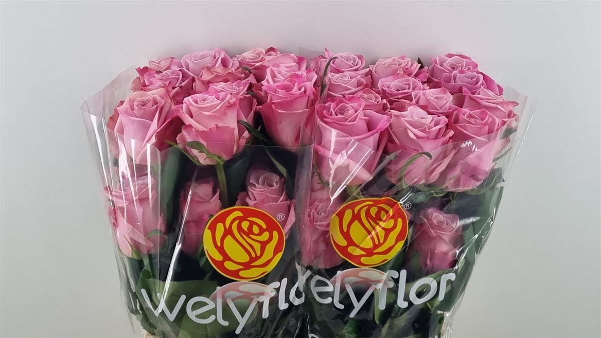 Rosa Babaloo 60cm