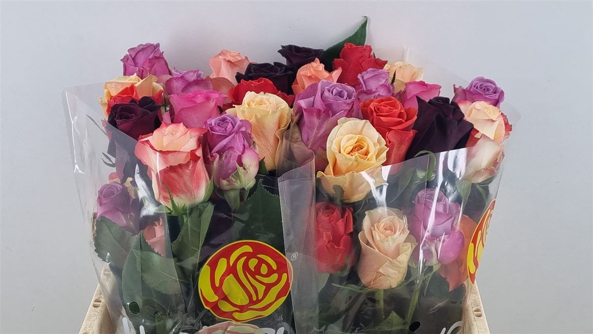 Rosa Mixed 50cm