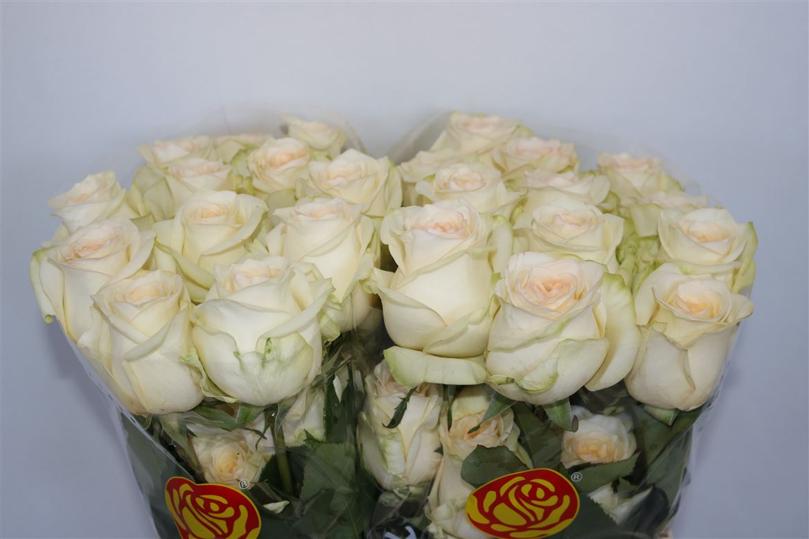 Rosa Candlelight 50cm
